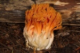 Ramaria longispora image