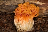 Ramaria longispora image