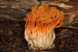 Ramaria longispora image