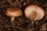 Clitopilus nuciolens image