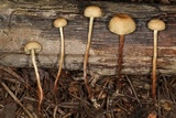 Hypholoma elongatum image