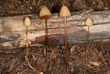 Hypholoma elongatum image