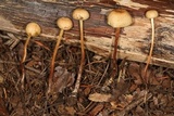 Hypholoma elongatum image