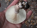 Lactarius mutabilis image