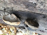 Fomes excavatus image