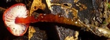 Hygrocybe hypohaemacta image