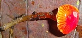 Hygrocybe hypohaemacta image