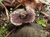 Thelephora terrestris image