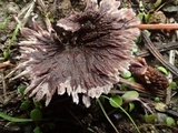 Thelephora terrestris image