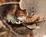 Sarcodon scabrosus image