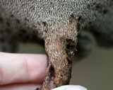 Sarcodon scabrosus image