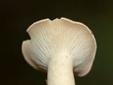 Clitocybe gibba image