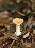 Clitocybe gibba image