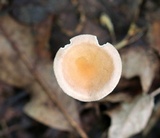 Clitocybe gibba image