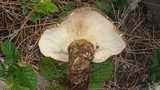 Tapinella atrotomentosa image