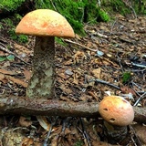 Leccinum versipelle image