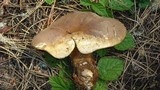 Tapinella atrotomentosa image