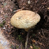 Gyroporus cyanescens image