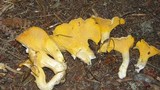 Cantharellus roseocanus image