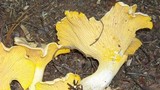 Cantharellus roseocanus image