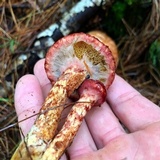 Suillus spraguei image