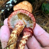 Suillus spraguei image