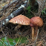 Suillus spraguei image