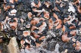 Psora decipiens image