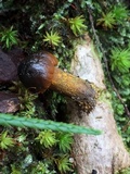 Tolypocladium capitatum image