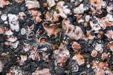 Psora decipiens image