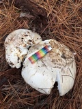 Catathelasma ventricosum image