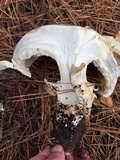 Catathelasma ventricosum image