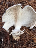 Catathelasma ventricosum image