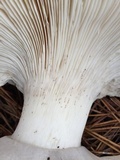 Catathelasma ventricosum image