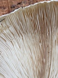 Catathelasma ventricosum image