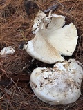 Catathelasma ventricosum image