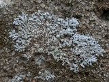 Canoparmelia alabamensis image