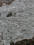 Loxospora pustulata image