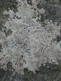 Porpidia albocaerulescens var. albocaerulescens image