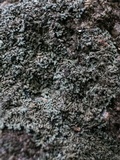 Phaeophyscia rubropulchra image