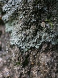 Phaeophyscia rubropulchra image
