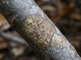 Bathelium carolinianum image
