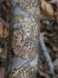 Bathelium carolinianum image