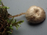 Myxomphalia invita image