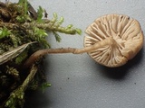 Myxomphalia invita image
