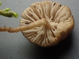 Myxomphalia invita image