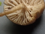 Myxomphalia invita image
