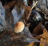 Marasmius siccus image