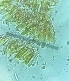 Marasmius siccus image