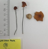 Marasmius siccus image